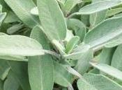 Salvia