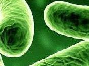 Oggi nella rubrica: fermenti lattici sono tutti uguali