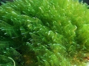 Spirulina, l’alga benessere