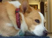 ARTURO: spirito libero amico zampe.....