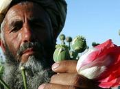 Afghanistan/ L’oppio mullah, dipendenza terrorismo dell’Afghanistan