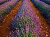 Provenza