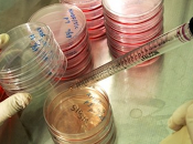 Stamina, annulla Comitato scientifico parere. Tutto rifare. testo della sentenza