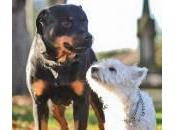 Zara Westie danno alla luce cuccioli: rottweiler terrier