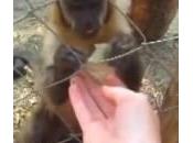 Chino, scimmia cappuccino insegna schiacciare foglie (Video)