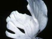 Wallpaper: Schizanthus Candidus