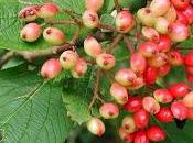 Viburnum crampi.Ecco come funziona perché.