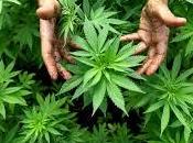 Marijuana grammo, Uruguay vende Stato