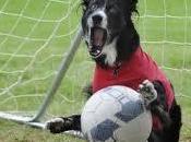 Football Dogs: calcio zampe