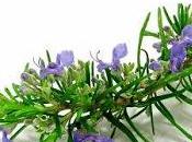 Oggi nella rubrica: Rosmarino