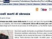 Romania, uccelli morti sbronza