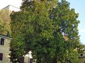 Alberi monumentali, magnolia della Contessa” Polcenigo (PN)