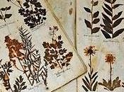 erbario [er-bà-rio]