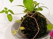 rubrica Dana: KoKedama.