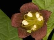 Belladonna febbre