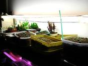 Suggerimenti seminare casa lampade fluorescenti anticipare primavera