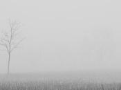 Nebbia (visioni d’inverno) Fog: winter visions
