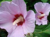 coltivazione delle principali specie genere Hibiscus