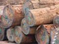 Importatore accusato riciclare legname illegale