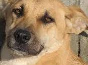 incontro cane?