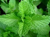 Proprietà benefici della menta