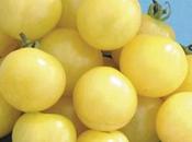 pomodori gialli. curiosita’ mettere nell’orto