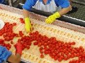 pomodoro nell'industria alimentare