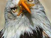 Oggi nella rubrica: Aquila captat muscas