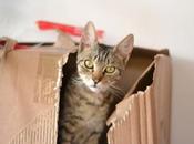 GATTI SCATOLE Amore indiscusso +Video