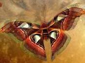 Recensione: Grey Shadow