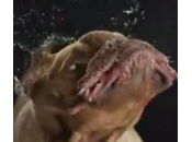 Cani scuotono testa: video slow motion