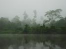 Cambogia: foreste sacre abbattute giganti della gomma