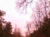 cerca panforte Gimignano..