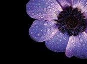 libreria Hamilton, avverto, vedete