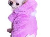 Charlotte’s Dress: moda portata zampa!