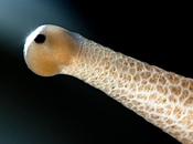 Animal Eyes, mettere fuoco bulbi oculari