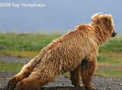 L'orso yogi mercoledì