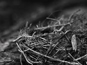 Black white winter...