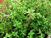 Oggi nella rubrica: erbe tintura, infuso, olio essenziale