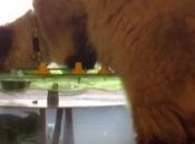 ciotola dell'acqua Gina altre Iniziative perdere