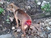 Castellammare Stabia: Cane aggredito colpi ascia