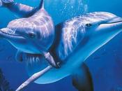 differenza: manda un’email Caroline Kennedy contro l’orrenda strage delfini Taiji, Giappone.