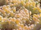 Arborea