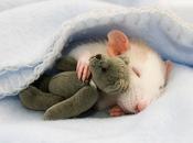 Rats with teddy bears