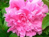 Peonia arbustiva