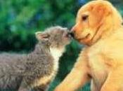 Diritto cittadinanza anche cani nella nostra citta’