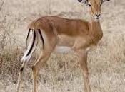 Impala, l'antilope della savana