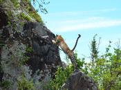 Predatori africani: grazia potenza visti attraverso safari fotografico