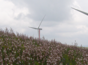 Corte giudica illegittima “legge antieolico” della Campania