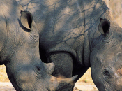 mani della criminalità traffico illegale specie animali selvatiche